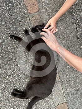 man and woman stroking a black cat lying