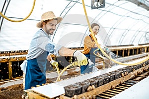 Man and woman working on the farm for snails growing