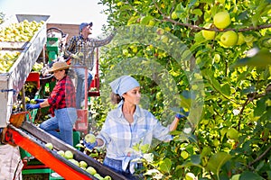 Man and women harvesting golden delicious apples