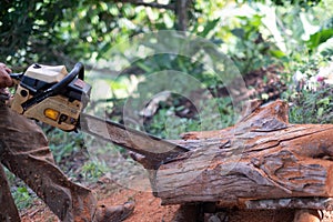 man woodcutter saws tree stump with the old chainsaw