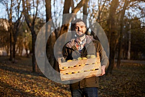 Man with wooden box of yellow ripe golden apples in the orchard farm. Grower harvesting in the garden is holding organic