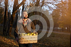 Man with wooden box of yellow ripe golden apples in the orchard farm. Grower harvesting in the garden holding organic apple crate