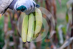 Man in work gloves sorts of bananas. Preparation of bananas for wholesale. harvesting bananas Close-up.