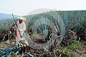 A man work in tequila industry