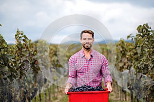 Man worker carrying box of grapes in vineyard in autumn, harvest concept.