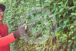 Man worker cutting trees in garden.