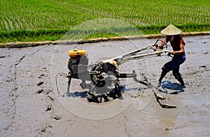 Man worker field rice Bali