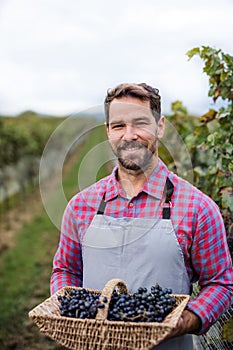 Man worker holding basket with grapes in vineyard in autumn, harvest concept.