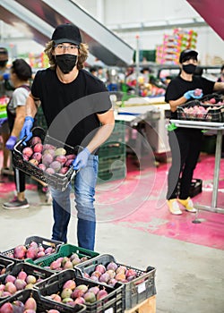 Man worker in mask and gloves working with fresh tropical mango during packaging at warehouse