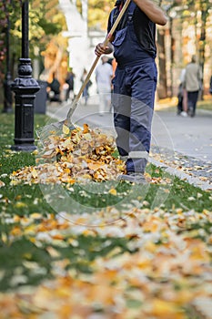 Man worker raking dry leaves, cleaning fallen leaves in city park. Autumn, leaf fall