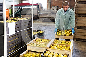 Man working with apples in crates and checking quality