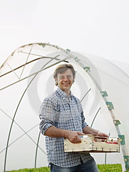 Man Working As Farmer Holding Tomatoes In Greenhouse