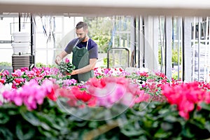 Man Working As Florist In Flower Shop Arranging Plants