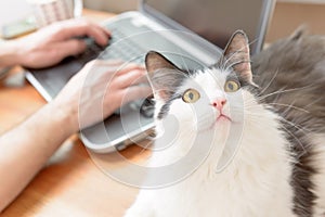 Man working at the desk with his cat