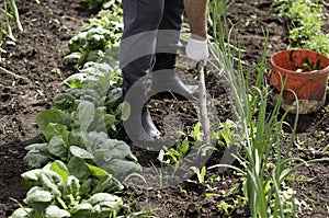 Man working garden with a hoe