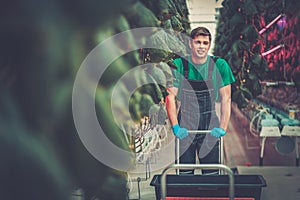 Man working in a greenhouse