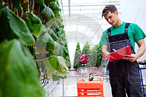 Man working in a greenhouse