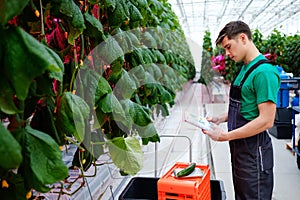 Man working in a greenhouse