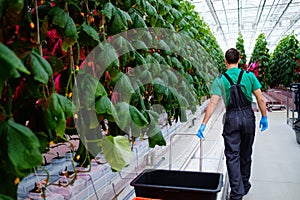 Man working in a greenhouse