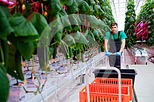 Man working in a greenhouse