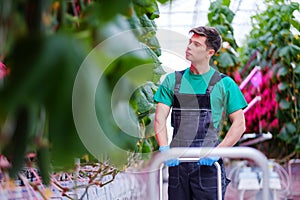 Man working in a greenhouse