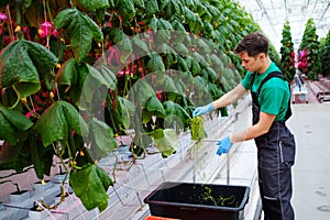 Man working in a greenhouse