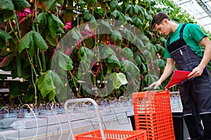 Man working in a greenhouse