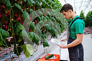 Man working in a greenhouse