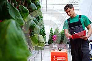 Man working in a greenhouse