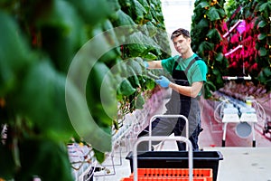 Man working in a greenhouse