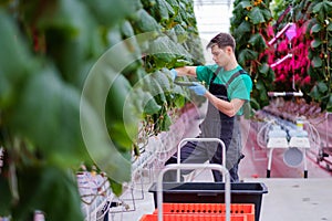 Man working in a greenhouse