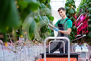 Man working in a greenhouse