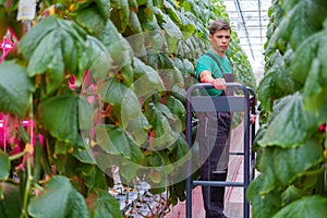 Man working in a greenhouse