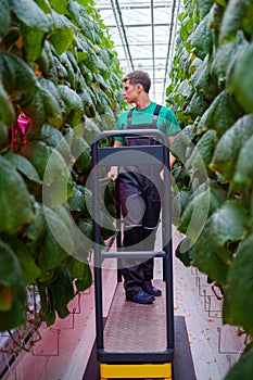 Man working in a greenhouse