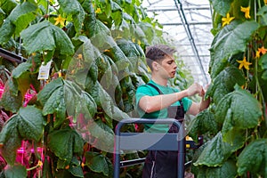 Man working in a greenhouse