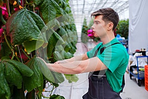 Man working in a greenhouse