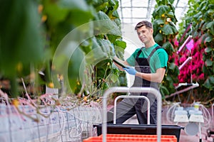 Man working in a greenhouse