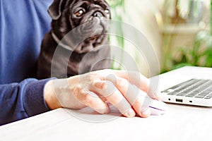 Man working home office laptop with black pug dog. Mobile, online, remote office at quarantine concept