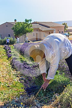 Man working on manual lavender harvesting. Beautiful bouquets of lavender in flower