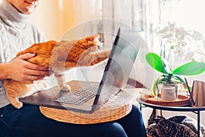 Man working online from home with pet using laptop. Ginger cat touching screen with paw playing with image on computer.