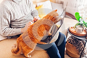 Man working online from home with pet using laptop. Ginger cat touching screen with paw playing with image on computer.