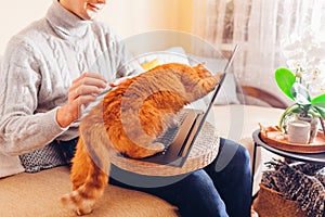 Man working online from home with pet using laptop. Ginger cat touching screen with paw playing with image on computer.