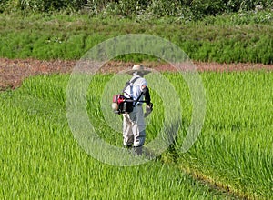 Man working in the rice field