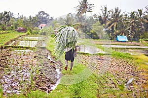 Man working on rice field near Ubud, Bali