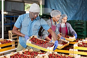 Man working on sorting line at fruit warehouse, stacking boxes with cherry closeup