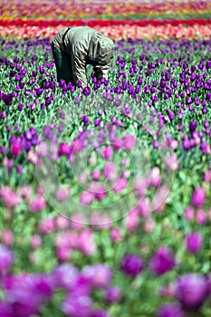 Man working in tulip field