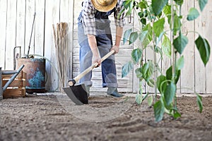 Man working in vegetable garden, hoe the ground near green plants