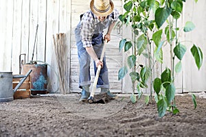 Man working in vegetable garden, hoe the ground near green plants