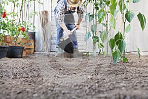Man working in vegetable garden, hoe the ground near green plants