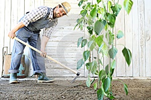Man working in vegetable garden with the hoe, near green plants